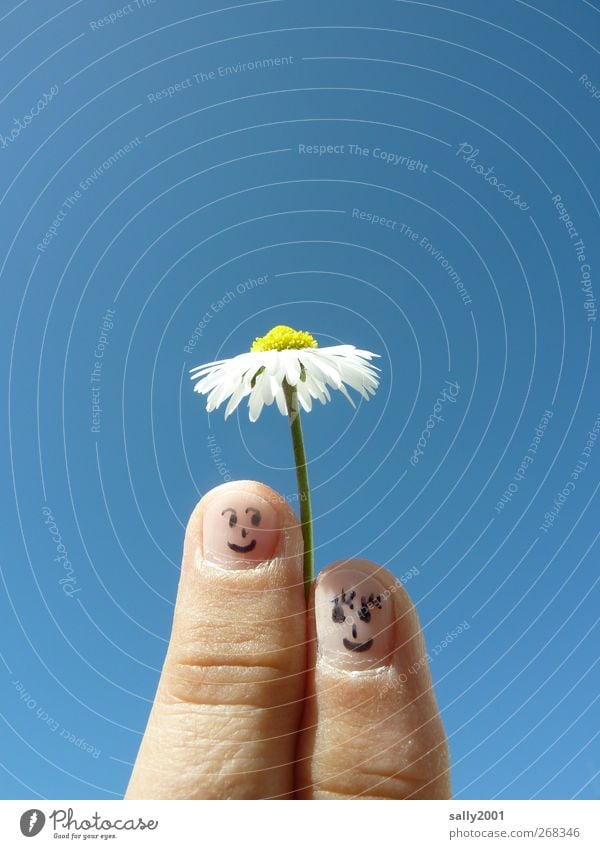 natürlicher Sonnenschutz Mensch Paar Partner Finger 2 Wolkenloser Himmel Sonnenlicht Schönes Wetter Blume Gänseblümchen Sonnenschirm berühren Blühend Lächeln