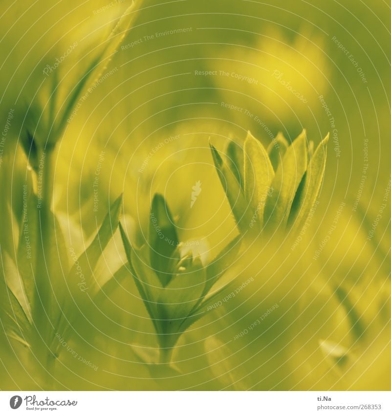 waldmeister Frühling Pflanze Blatt Waldmeister Garten Wachstum klein natürlich gelb grün Farbfoto Gedeckte Farben Außenaufnahme Nahaufnahme Detailaufnahme