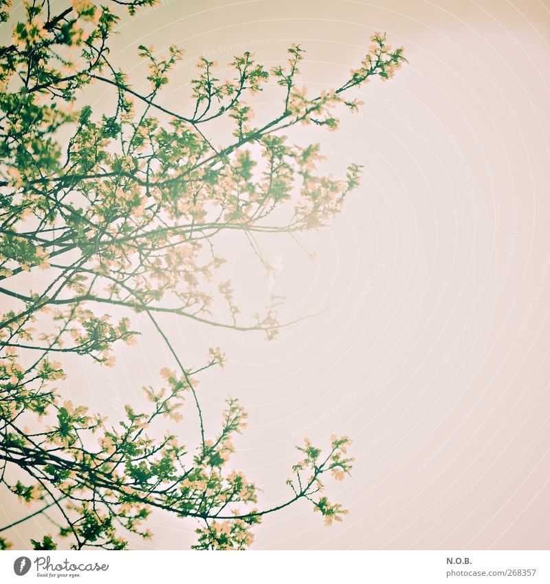 Blattwerk Natur Pflanze Sonnenlicht Frühling Schönes Wetter Baum Wachstum retro Lebensfreude Freizeit & Hobby Gedeckte Farben Außenaufnahme Menschenleer
