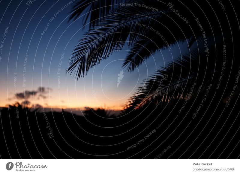 #AS# palmenträume Natur Fröhlichkeit Palme Palmenwedel Abend Abendsonne Abenddämmerung Ferien & Urlaub & Reisen Pflanzenteile südländisch genießen