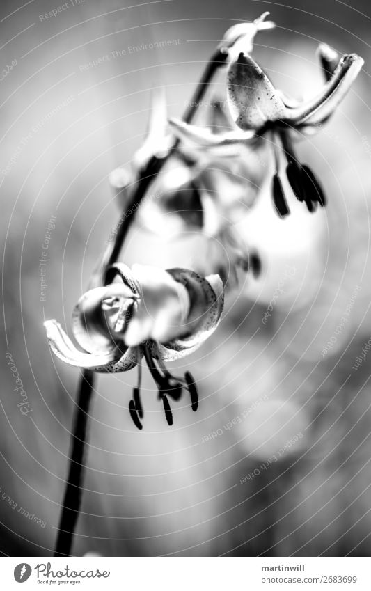 Türkenbund-Lilie - Lilium martagon schwarz weiß Natur Pflanze Orchidee Blüte Türkenbundlilie Südtirol Dolomiten Gefühle Stimmung ästhetisch Nature Art