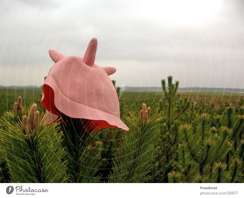 Kuhhut im Wald Nadelwald Mütze Euter Gummi rosa Kopfbedeckung obskur Hut