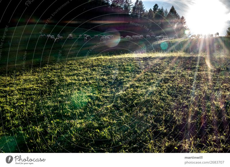 Schafe auf grüner Wiese im Sonnenuntergang Freiheit Natur Landschaft Sonnenaufgang Sonnenlicht Wald Alpen Waldrand Waldlichtung lichtüberströmt Südtirol