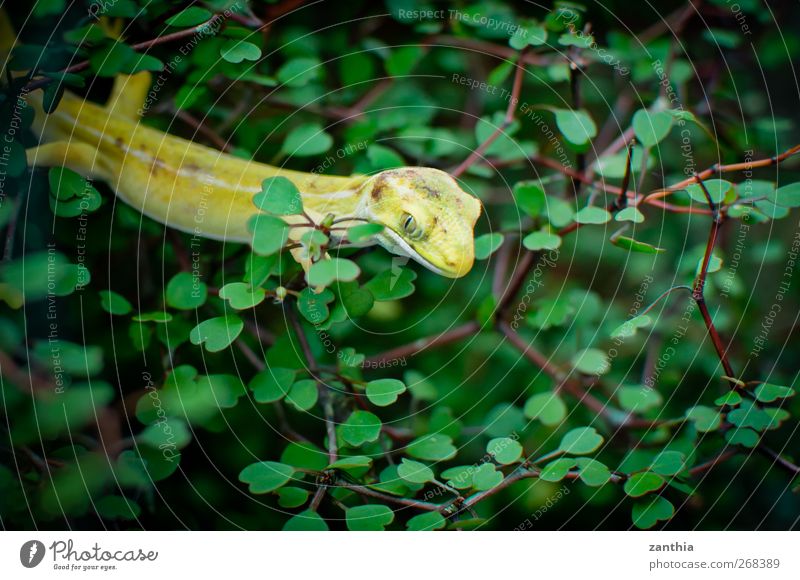 Gecko Tier 1 gelb grün Abenteuer elegant exotisch Farbe Leben Natur Ferien & Urlaub & Reisen ruhig Sträucher Wachsamkeit warten beobachten sitzen verstecken