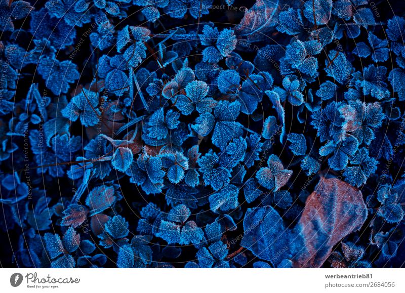 Gefrorene Kleepflanzen im Winter blau Wald Blatt Üppiges Laub Temperatur kalt gefroren schön Natur ruhig staunen Szene Naturschutzgebiet Nationalpark