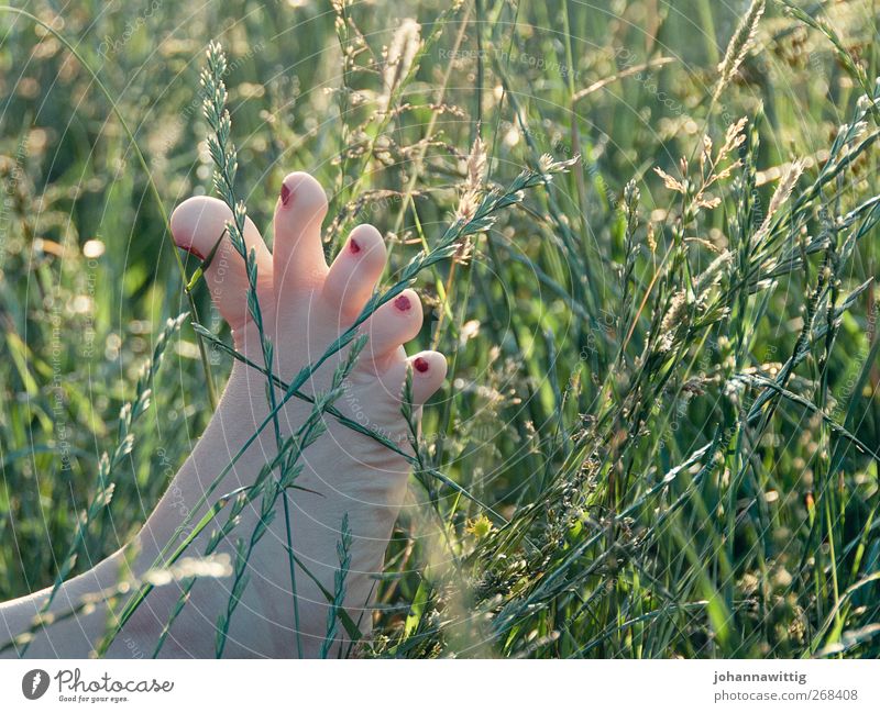 fußspitzengefühl. Frau Erwachsene Fuß 1 Mensch 18-30 Jahre Jugendliche Natur Sommer Gras Sträucher Garten Park Wiese Feld außergewöhnlich grün rot Gefühle
