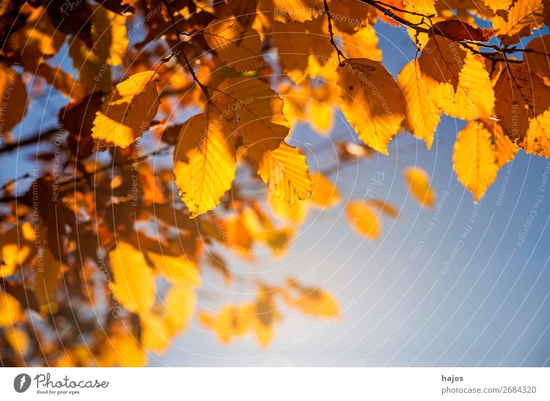 Buchenblätter im Herbst im Gegenlicht Natur Baum blau braun gelb gold herbstlich Froschperspektive Jahreszeiten Himmel verfärbt goldener Oktober Indianersommer