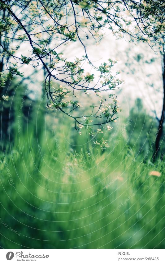 Natürlich Umwelt Natur Pflanze Frühling Baum Gras Garten Park Wiese Erholung genießen frisch Frühlingsgefühle ruhig Farbfoto Außenaufnahme Menschenleer
