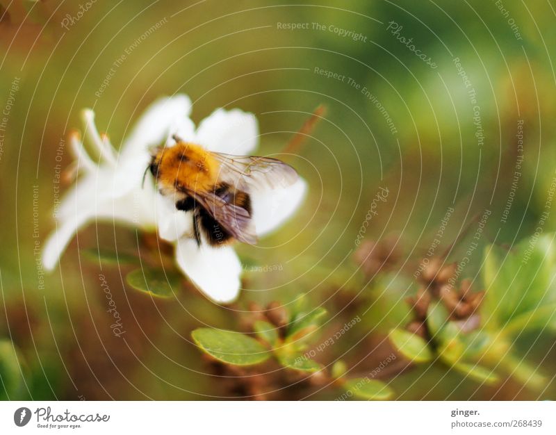 Von Bienchen und Blumen Umwelt Natur Pflanze Tier Frühling Schönes Wetter Sträucher Blatt Blüte Nutztier Biene 1 klein grün Insekt bestäuben Flügel zart