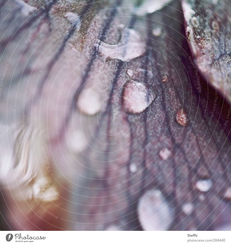 Regenstimmung Blütenblatt Tropfen nass Regentropfen violett Lichtstimmung Traurigkeit hydrophob Lotuseffekt Wassertropfen tropfend Blattadern Frühlingsregen
