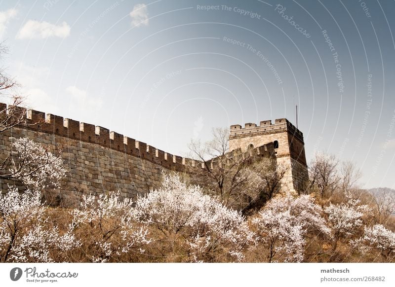 Chinesische Mauer während der Kirschblüte Kultur Landschaft Himmel Wolken Frühling Schönes Wetter Baum China Asien Stadtrand Wand Sehenswürdigkeit Wahrzeichen