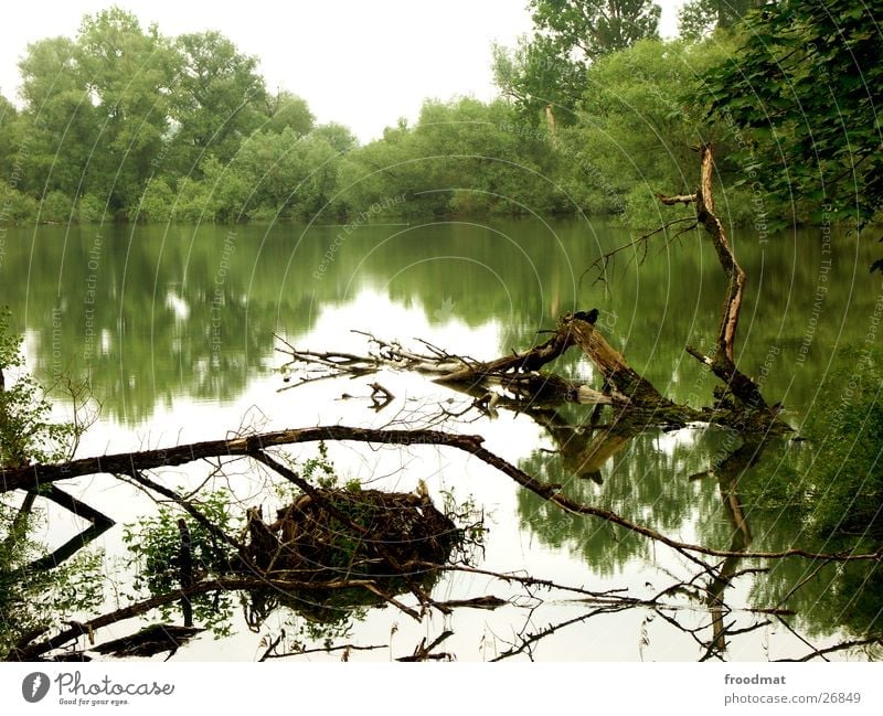 Wasser spiegelt schön Reflexion & Spiegelung Gras Baum Stimmung Hochwasser Reflektion Ast Wurzel