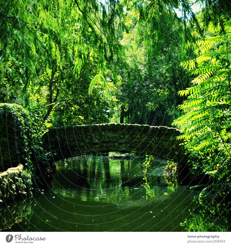 El puente idílico [XLIII] Umwelt Natur Pflanze Wasser Baum Farn Blatt Weide Park Teich See Bach Sevilla Maria-Luisa Park Andalusien Spanien Brücke natürlich