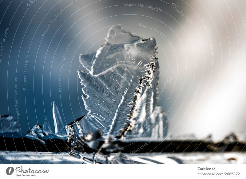 Eisige Strukturen; blattartige Struktur eines Eiskristalls Winter Schönes Wetter Frost fest schön kalt Spitze blau grau silber Stimmung Strukturen & Formen