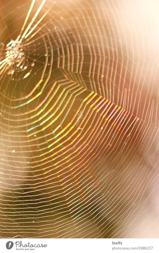 Spinnenenetz, eine lichtvolle Falle Spinnennetz symmetrisch Symmetrie traumhaft schillernd netzartig mehrfarbig Lichtschein Lichtspiegelung Hinterhalt