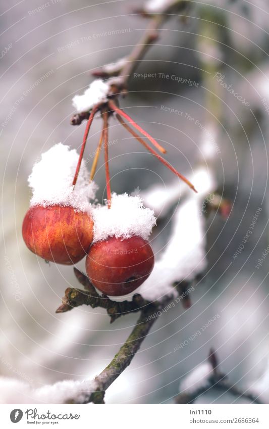 Zieräpfelchen mit Schneemütze Natur Winter Eis Frost Pflanze Baum Garten Park gelb grau rot schwarz weiß Apfelbaum Zierapfel Mütze Vogelfutter