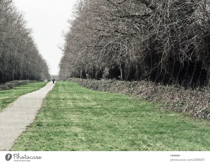 im fluchtpunkt Mensch 1 Baum Park Wiese Wald Straße Wege & Pfade gehen Spazierweg Spaziergang Fluchtpunkt Perspektive Rasen grau Ziel Einsamkeit einzeln dunkel