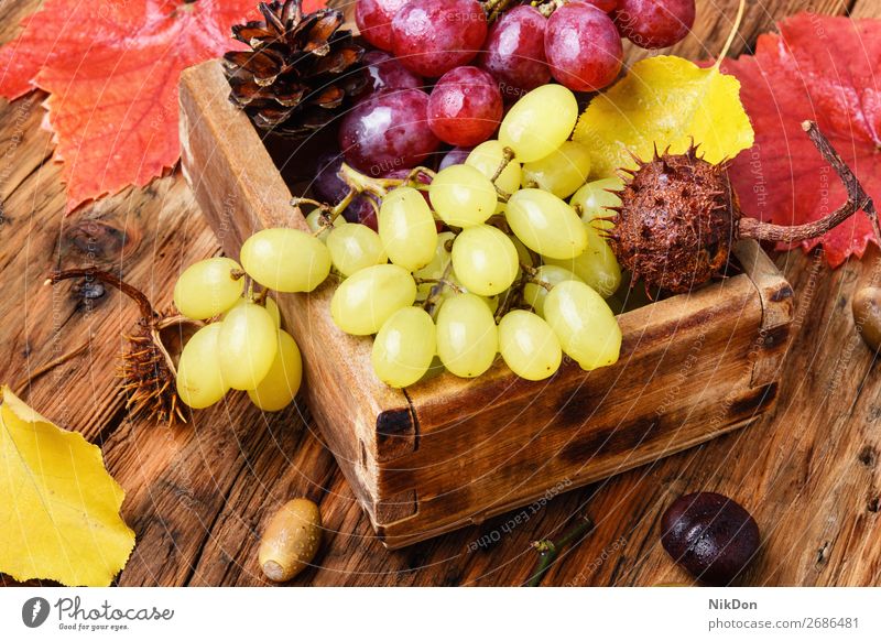 Traube im Herbst Frucht Natur frisch reif Haufen grün Gesundheit Lebensmittel Wein Blatt Beeren süß Ernte Ast Dessert Vitamin Weinberg Cluster Weinbau