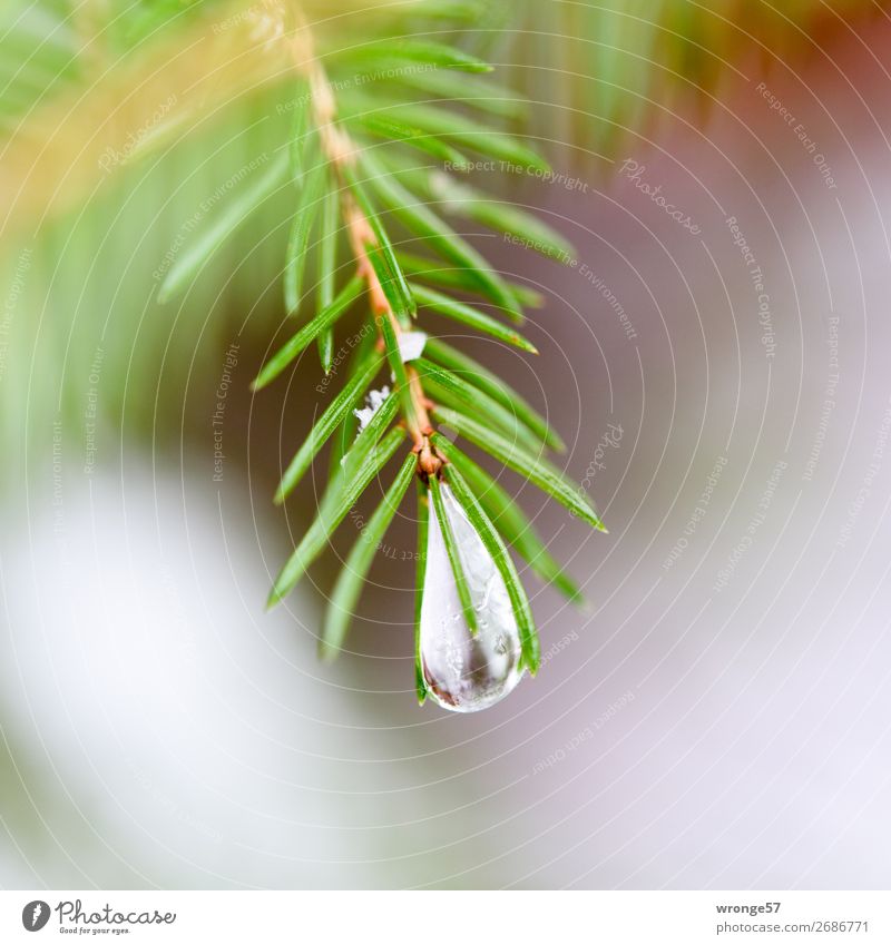 Frohe Weihnachten | Naturschmuck Pflanze Winter Baum Fichte Wald grün Tannenzweig Tannennadel Eiszapfen Frost kalt Nahaufnahme Makroaufnahme Quadrat