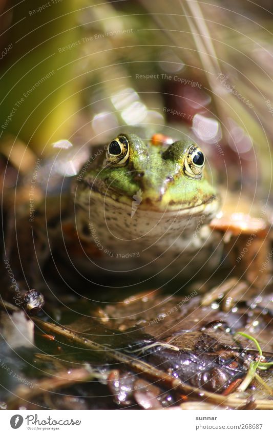 Frosch Umwelt Tier Wasser Blatt Wildtier 1 grün Frog GrÃ¼ner Frosch BlÃ¤tter Blätter Garten Frosch Froschkönig Froschauge Farbfoto Außenaufnahme
