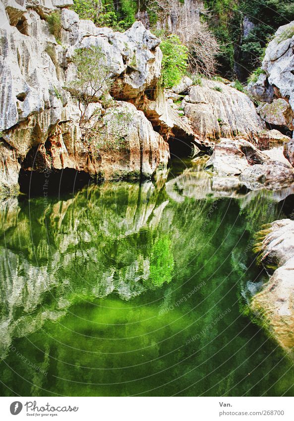 Im Grünen fischen Natur Wasser Pflanze Baum Moos Algen Felsen Berge u. Gebirge Schlucht Torrent de Pareis Teich Stein leuchten nass grün Höhle Farbfoto