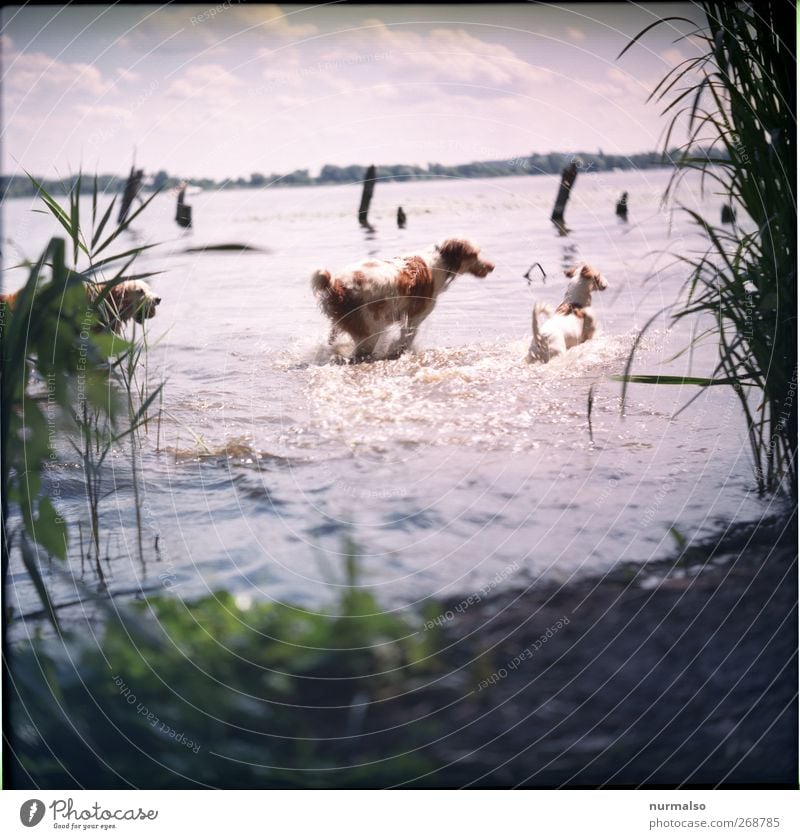 Hunde im Wasser Freizeit & Hobby Spielen Natur Landschaft Pflanze Tier Schönes Wetter Wellen Küste Flussufer Haustier 2 Jagd rennen Schwimmen & Baden trashig