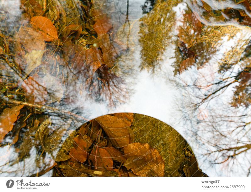 Reflexionen Umwelt Natur Pflanze Erde Luft Wasser Himmel Herbst Winter Schönes Wetter Baum Blatt Wald Flussufer Harz beobachten träumen Ferne nah nass natürlich