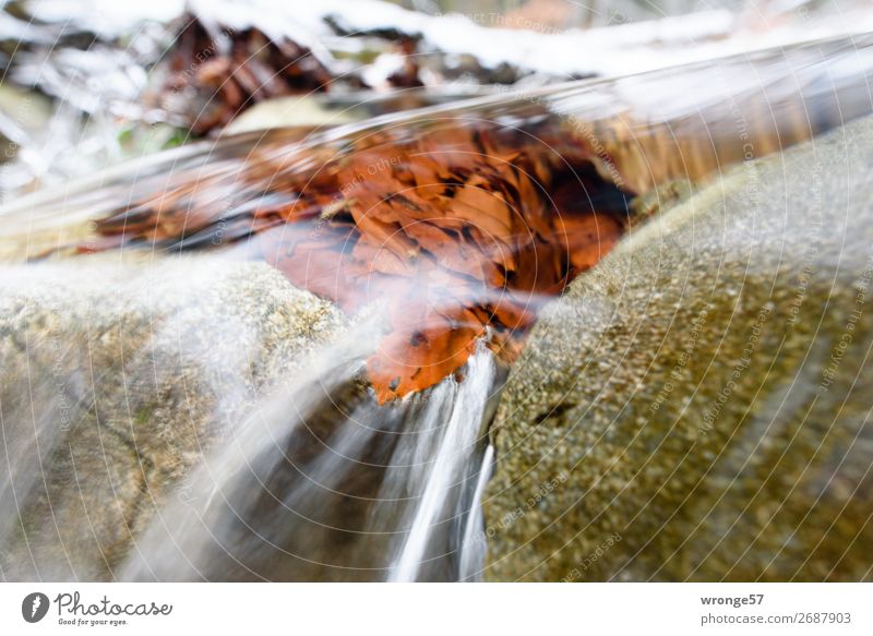 Kristallklar Natur Wasser Herbst Winter Blatt Bach Fluss kalt nass natürlich blau braun grau grün weiß Wasseroberfläche fließen Stein Flußbett Flussufer