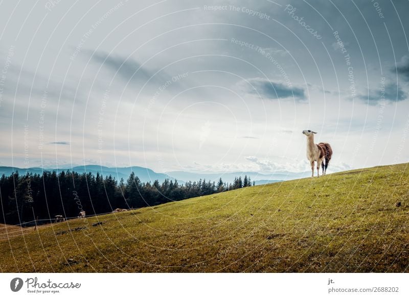 Lama in den Dolomiten Natur Landschaft Himmel Herbst Gras Wiese Wald Alpen Berge u. Gebirge Tier Kuh Tiergruppe stehen wandern Tierliebe Stolz Farbfoto