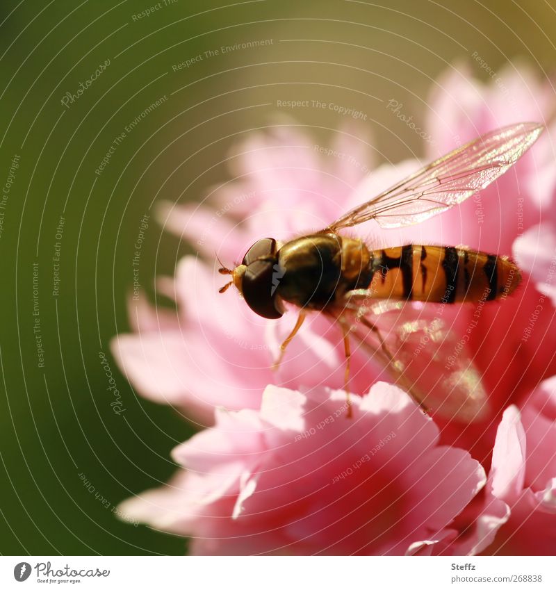 Sommergefühl im Sommergarten Schwebfliege Kornblume Fliege Flügel Sommergefühle Facettenauge Duft rosa gold leicht Lichtreflexe lichtvoll natürlich