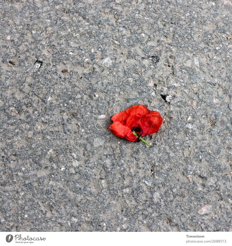 !Trash! 2018 | Das Ende einer kurzen Affäre Pflanze Blume Rose Blüte Straße liegen grau rot Gefühle Traurigkeit Enttäuschung Symbole & Metaphern trashig