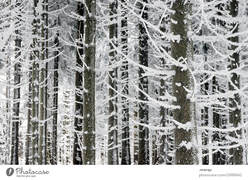 Eiskalt Natur Winter Schnee Baum Nadelbaum Wald weiß Farbfoto Außenaufnahme Menschenleer