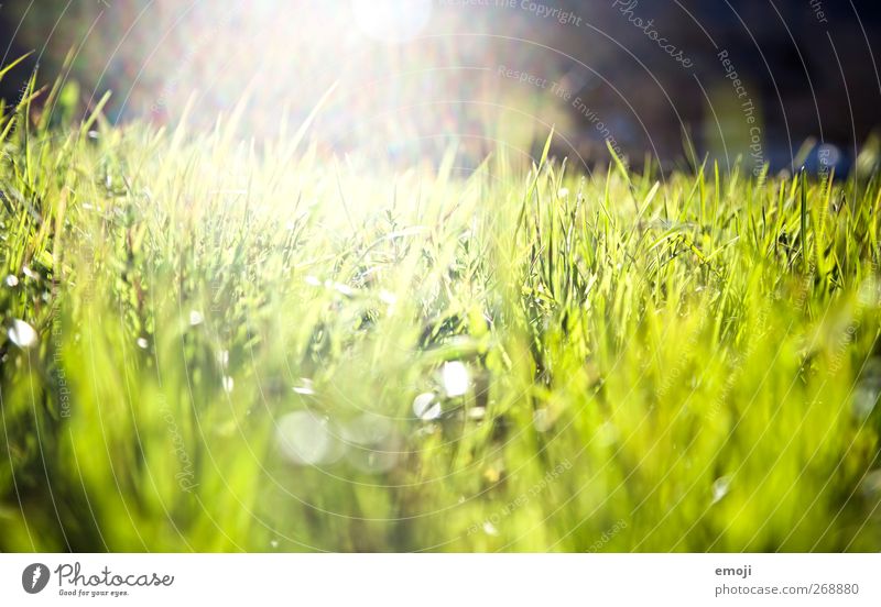 splash* Umwelt Natur Landschaft Sonne Sommer Schönes Wetter Gras Garten Park Wiese Feld frisch grün Farbfoto Außenaufnahme Nahaufnahme Detailaufnahme