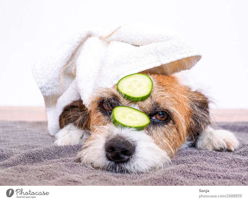 Kleiner Hund mit Gurkenscheiben auf dem Gesicht Lebensmittel Lifestyle Freude Wellness harmonisch Wohlgefühl Zufriedenheit Erholung ruhig Tier Haustier