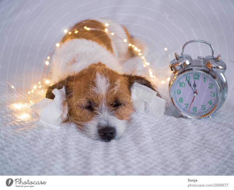 Silvester - Kleiner Hund mit Taschentüchern im Ohr Tier Haustier 1 Wecker Taschentuch Bett schlafen kuschlig lustig Geborgenheit Tierliebe Sorge Müdigkeit Angst