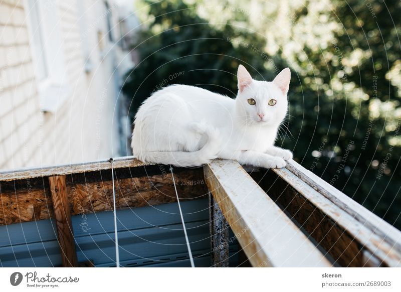 süße weiße Katze mit Blick vom Balkon aus Lifestyle elegant Freizeit & Hobby Häusliches Leben Wohnung Haus Sommer Schönes Wetter Garten Park Kleinstadt Stadt