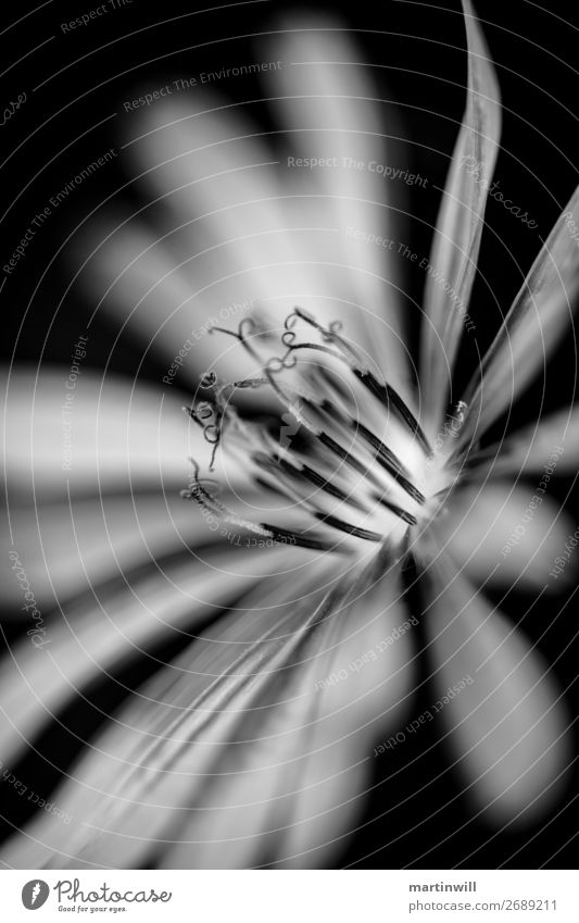 Wiesenboxbart in schwarz weiß Natur Pflanze Blume Blüte Wiesen-Bocksbart schön friedlich Güte Trauer Tod unschuldig Nature Art Schwarzweißfoto Außenaufnahme