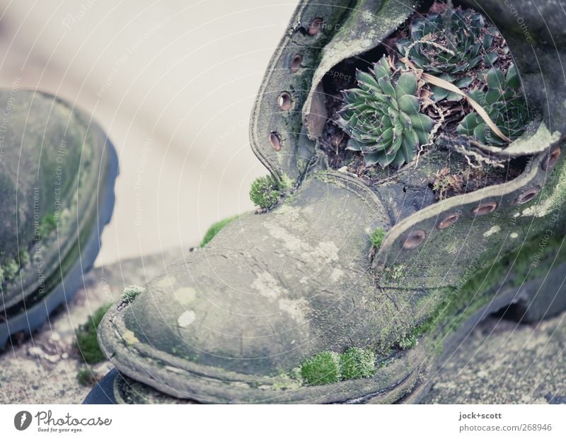 Siebenmeilenstiefel Projekt Moos Kaktus Grünpflanze Stiefel Leder Wachstum alt außergewöhnlich dreckig kaputt nachhaltig natürlich trashig grün skurril