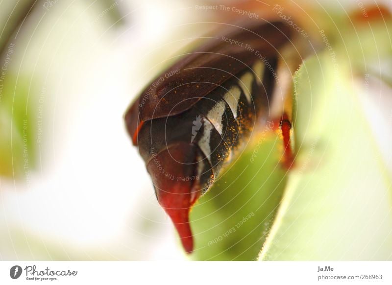 Heckansicht Tier Wildtier Käfer Maikäfer Käferbein 1 braun grün weiß Farbfoto Außenaufnahme Detailaufnahme Makroaufnahme Tag Schwache Tiefenschärfe