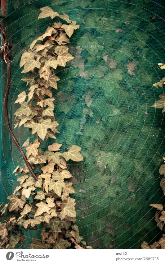 Versteckspiel Pflanze Herbst Efeu Blatt Baustelle Abdeckung Gaze Schutz Kunststoff dehydrieren Wachstum alt Zusammensein klein nah trist trocken braun grün