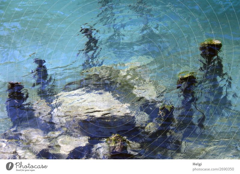 Steine und Holzpfähle unter der Wasseroberfläche, wie ein Aquarell Umwelt Natur Herbst Schönes Wetter Seeufer Gardasee außergewöhnlich nass natürlich Sauberkeit