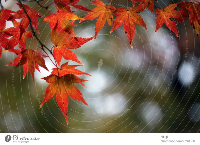 Zweig mit roten herbstlich gefärbten Ahornblättern im Gegenlicht mit Bokeh Umwelt Natur Pflanze Herbst Schönes Wetter Baum Blatt Ahornblatt Herbstfärbung Garten