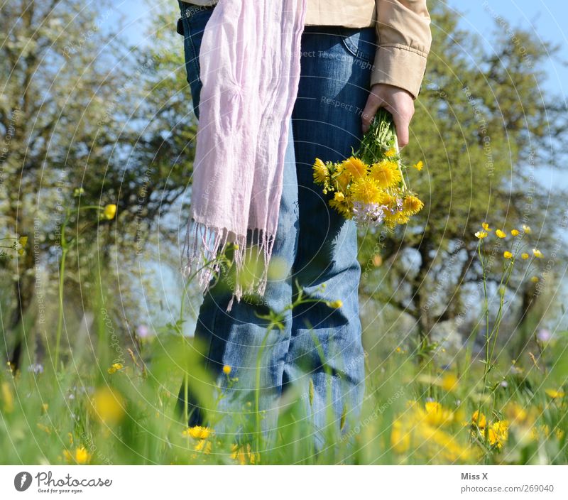 gepflückt Mensch feminin Frau Erwachsene 1 Natur Pflanze Frühling Schönes Wetter Blume Gras Blüte Garten Wiese Schal Gefühle Verliebtheit Romantik Blumenstrauß