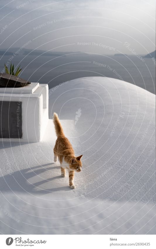 Lebensweg l Katze geht auf einem Dach Schönes Wetter Fira Mauer Wand Tier Haustier 1 Bewegung laufen Farbfoto Außenaufnahme Menschenleer Textfreiraum oben