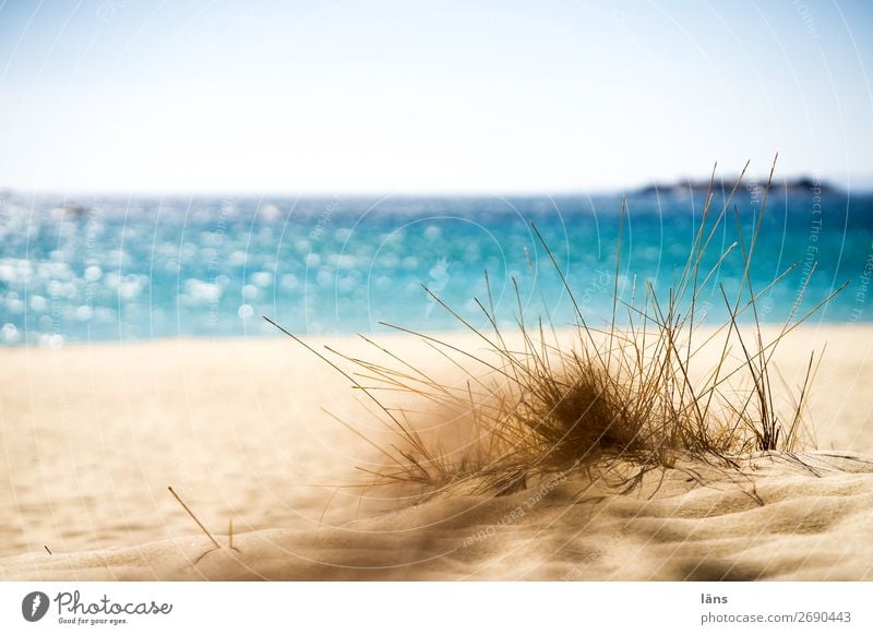 Strandtag Sand Sonne Ferien & Urlaub & Reisen Wärme Meer Himmel Gras Mallorca