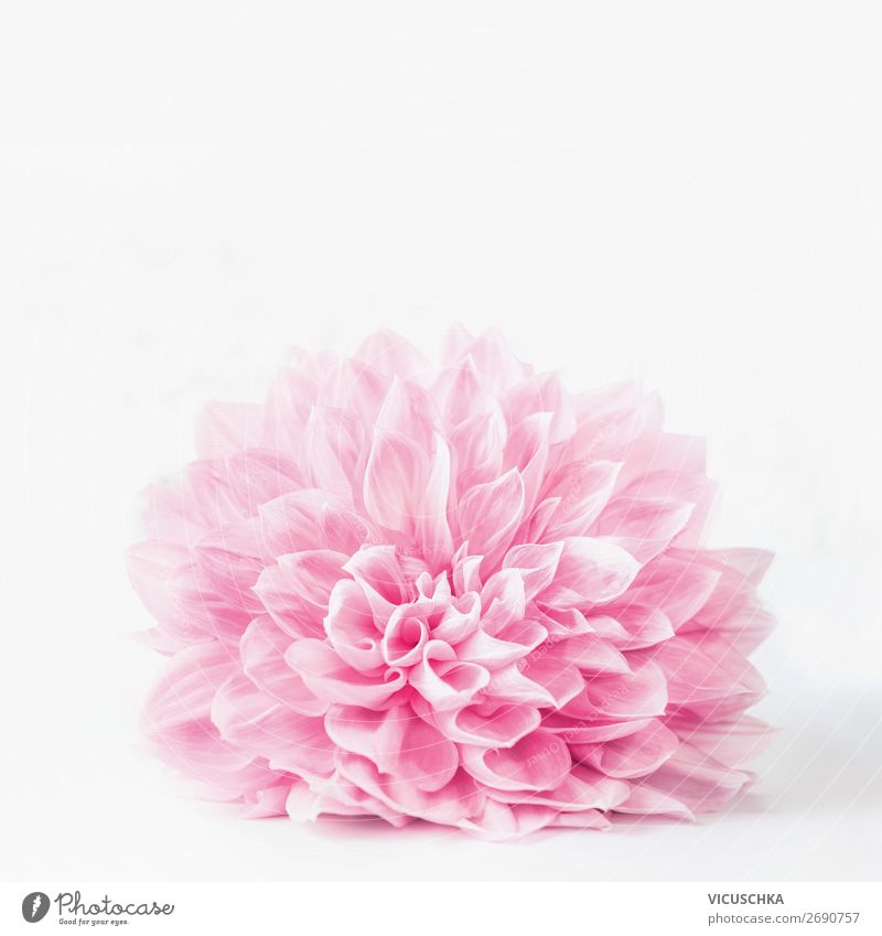Pastellrosa Blumen Blüte auf weißem Hintergrund Design Sommer Dekoration & Verzierung Feste & Feiern Natur Pflanze Frühling Blumenstrauß weich Stil