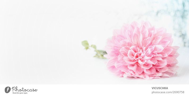 Rosa Blume auf weißem Hintergrund Stil Design Sommer Natur Pflanze Fahne weich rosa Hintergrundbild Vor hellem Hintergrund Farbfoto Studioaufnahme Nahaufnahme