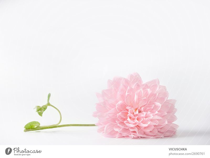 Pastellrosa Blume auf weißem Hintergrund, mit Kopierraum kann für Gruß-, Natur-, Garten- oder Kosmetikkonzeptvorlagen verwendet werden Textfreiraum Konzepte