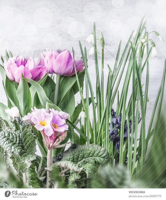 Verschiedene Frühling Blumen Design Garten Natur Pflanze Tulpe Dekoration & Verzierung Blumenstrauß Hintergrundbild Frühlingsblume Maiglöckchen Primelgewächse
