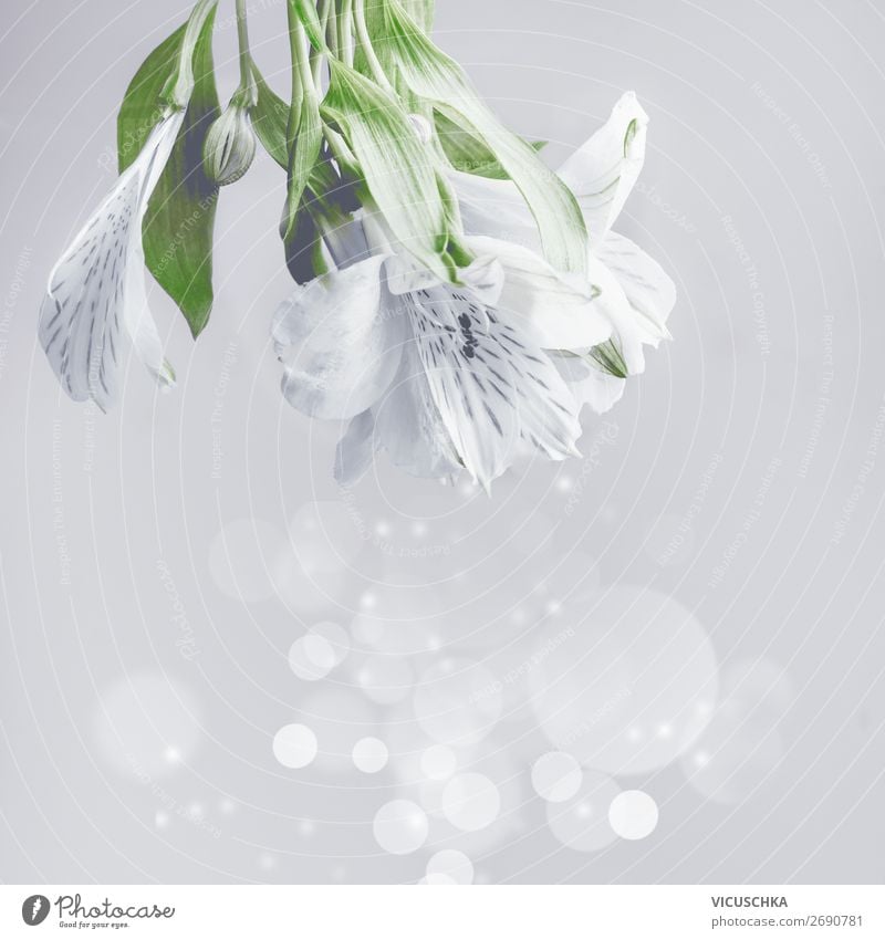 Weiße Blumen mit Bokeh Stil Design Sommer Feste & Feiern Natur Pflanze Blumenstrauß Hintergrundbild weiß Unschärfe Farbfoto Studioaufnahme Nahaufnahme